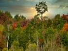 USA-Utah-Logan Canyon Colorful aspens in autumn Art Print